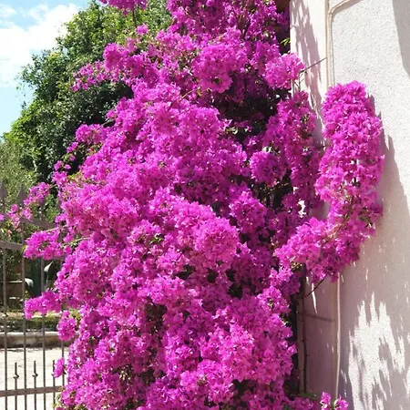 With Pool, Supetar, Island Brac *